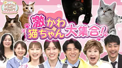 今夜決定！かわいいニャングランプリ～BSテレ東×CREA コラボ～ 2月22日