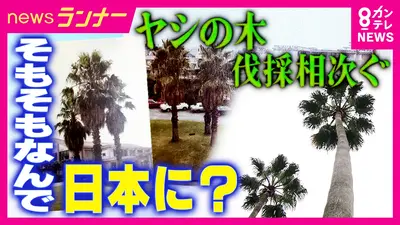 newsランナー 4月27日(月)放送分 なぜ関西の街に「ヤシの木」が定着