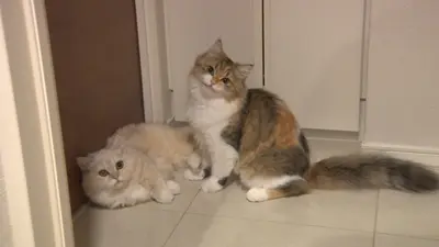 ねこ自慢 11月5日(水)放送分 冷蔵庫を開ける超賢い猫が登場！ニャンコ