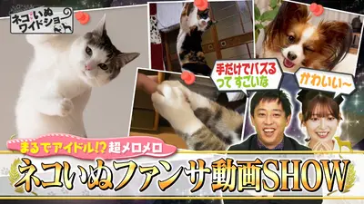 ネコいぬワイドショー 2月20日(金)放送分 「ネコの日」直前1時間