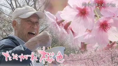 NNNドキュメント 5月17日(日)放送分 たそがれ桜色｜報道