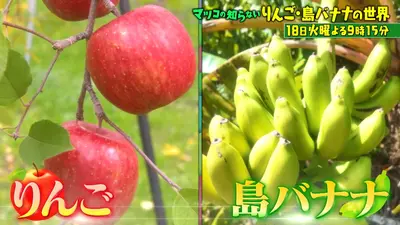 マツコの知らない世界 11月18日 リアルタイム配信 日本のフルーツが