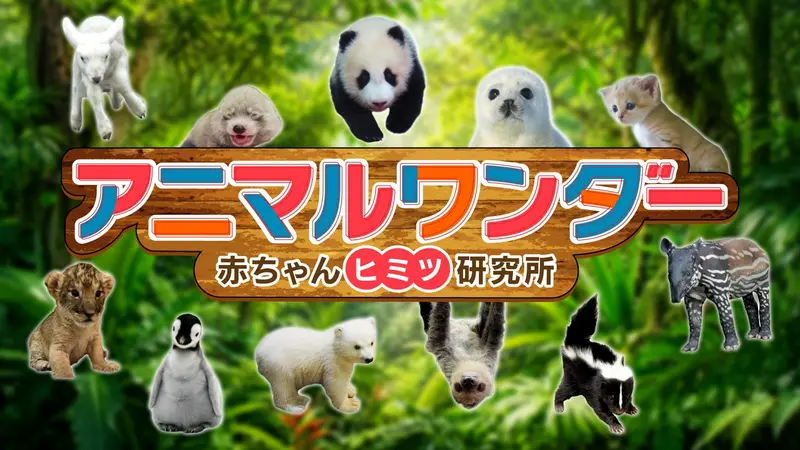アニマルワンダー 赤ちゃんヒミツ研究所｜バラエティ｜見逃し無料配信